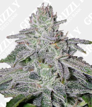 Franco's Lemon Cheese Feminized by Green House Seeds