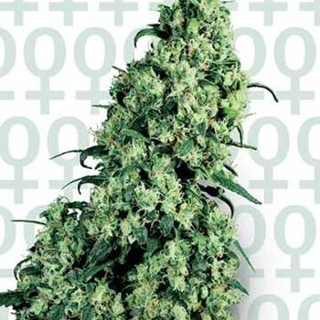 Sensi Skunk #1 by Sensi Seeds