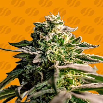 Mango Crack Weed Strain seed price history