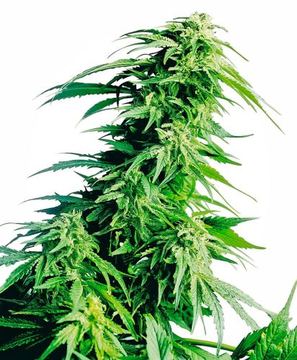Hindu Kush Regular by Sensi Seeds