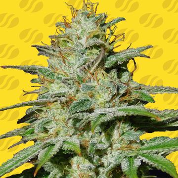 Jungle Lava Auto Weed Strain seed price history