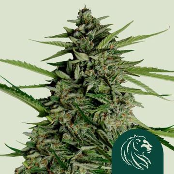 Orion F1 by Royal Queen Seeds