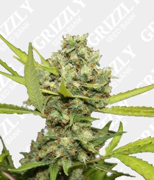 Pineapple Chunk Feminized by Barney's Farm