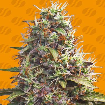 Pellezino Cookies Weed Strain seed price history