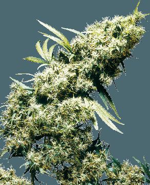 Jamaican Pearl Feminized Seeds seed price history