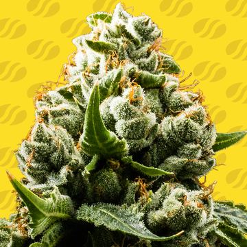 Do Si Dos Auto Weed Strain seed price history
