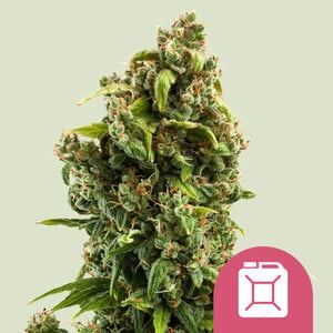 Sour Diesel by Royal Queen Seeds