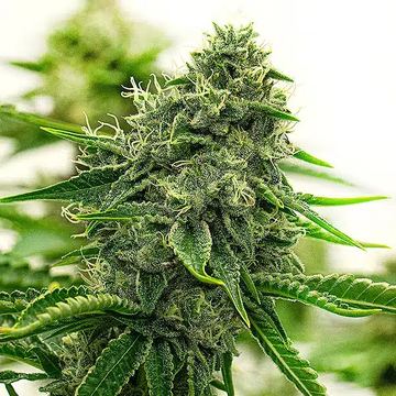 Hippo High seed price history