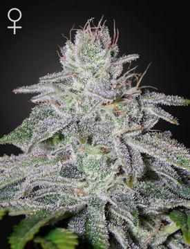 Franco's Lemon Cheese - 5 pack - Feminised - Green House by Green House Seeds