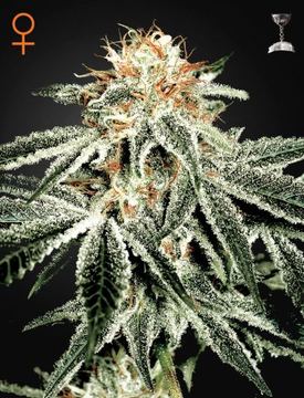 White Widow Feminized by Green House Seeds