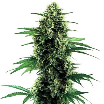 Northern Lights Autoflower seed price history