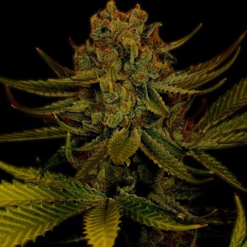 Amnesia Autoflower Marijuana Seeds seed price history