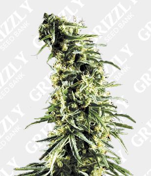 Hawaiian Snow Feminized by Green House Seeds