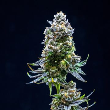 Thin Mint Frosting seed price history