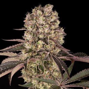 Runtz Muffin by Barney's Farm