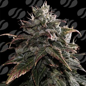 Papaya Stank Weed Strain seed price history