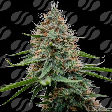 Poison Cookies Weed Strain seed price history
