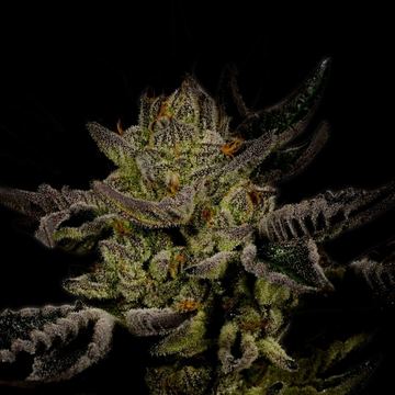 Trainwreck Auto seed price history