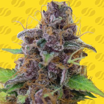 Gelato Auto Weed Strain seed price history