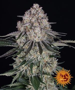 Sour Diesel Auto by Barney's Farm