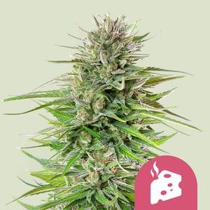 Blue Cheese seed price history
