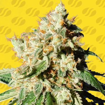 Blueberry Cookies Auto Weed Strain seed price history