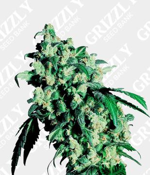 Super Skunk Feminized by Sensi Seeds