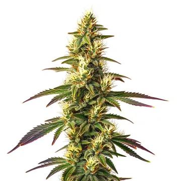 Amnesia Lemon Fast Version seed price history