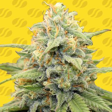 Apple Fritter Auto Weed Strain seed price history