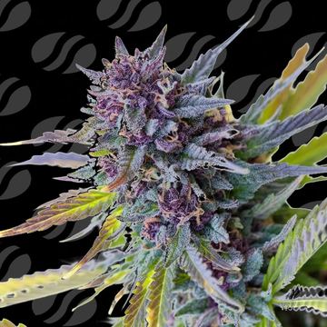 Purple Lemon Tree XL Auto  Weed Strain seed price history