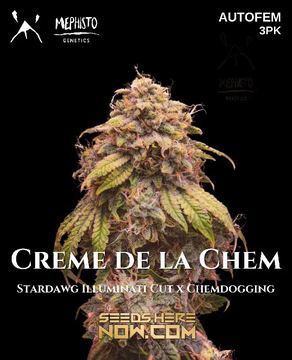 Creme de la Chem Auto by Mephisto Genetics