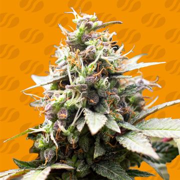 White Raspberry Truffle Weed Strain seed price history
