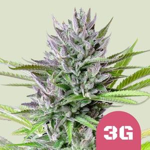 Triple G Feminized by Royal Queen Seeds