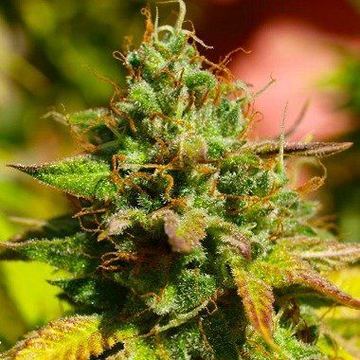 Mazar Feminized by Dutch Passion