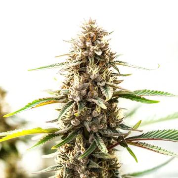Tangie x Chocolope seed price history