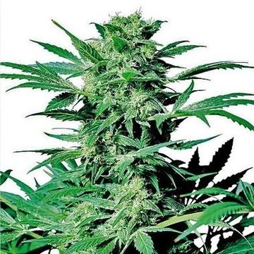 Shiva Skunk Feminized by Sensi Seeds