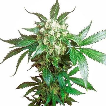Black Domina Feminized by Sensi Seeds