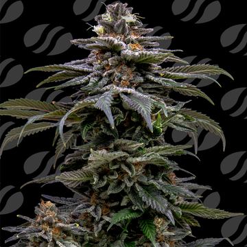Purple Overload Weed Strain seed price history