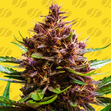 Pink Rozay x Strawberry Banana Auto Weed Strain seed price history