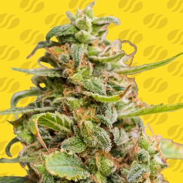 White Crystal Meth Auto Weed Strain seed price history