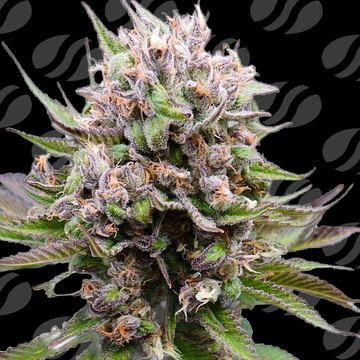 Auto Cotton Berry Rush Weed Strain seed price history