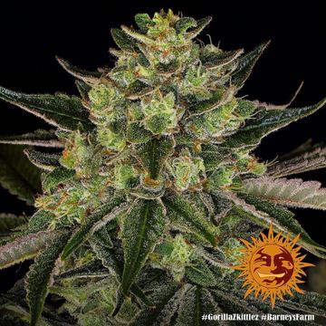Gorilla Zkittlez Feminized Cannabis Seeds by Barney's Farm