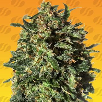 Peanut Butter Fast Weed Strain seed price history
