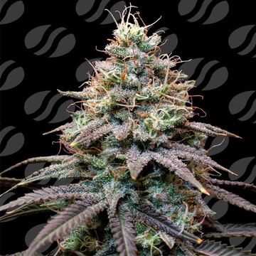 FumePop Auto Weed Strain seed price history