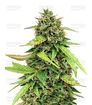 Chemdog #4 Seeds seed price history