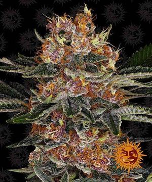 Purple Punch Auto Flowering Seeds by Barney's Farm