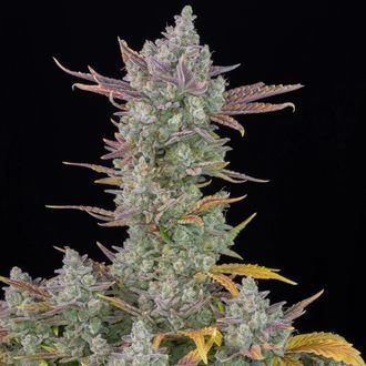 Gorilla Cookies Auto by Fast Buds