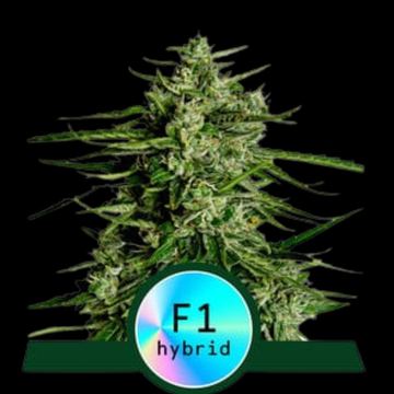 Titan F1 Automatic by Royal Queen Seeds