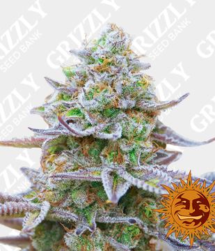 Gorilla Zkittlez Feminized Seeds by Barney's Farm
