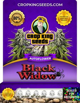 Black Widow Strain Autoflowering Marijuana Seeds seed price history